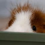 What Can You Feed Guinea Pigs? A Complete Food Guide Brown and white guinea pig looking up at the camera