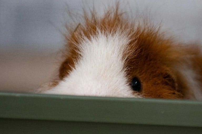 Brown and white guinea pig looking up at the camera
