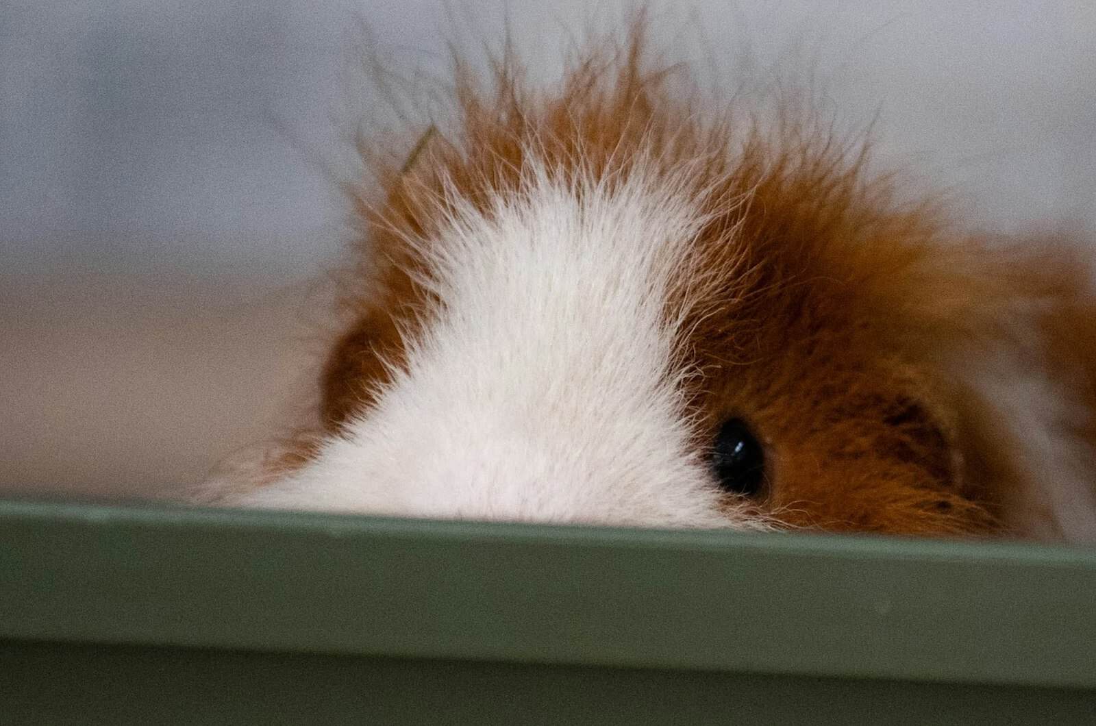 Brown and white guinea pig looking up at the camera