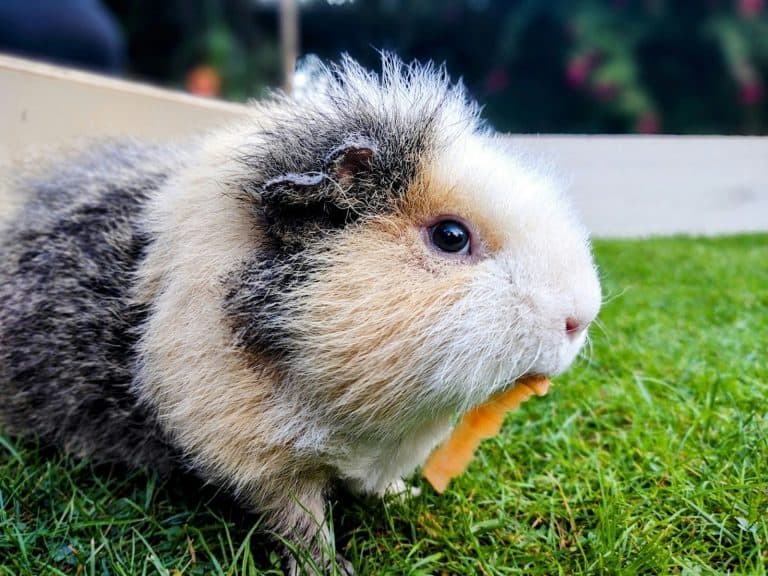 Guinea pig eating a fresh vegetable