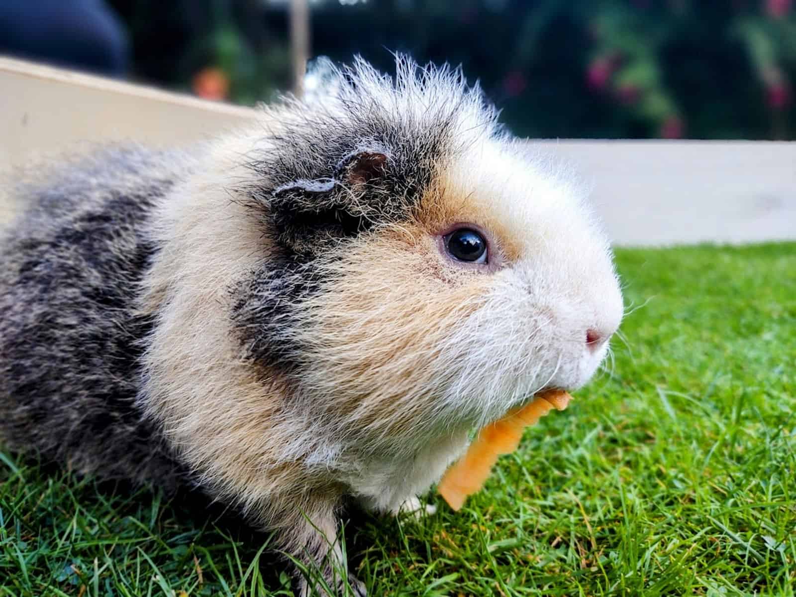 Guinea pig eating a fresh vegetable