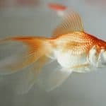 Orange goldfish swimming in clear aquarium water