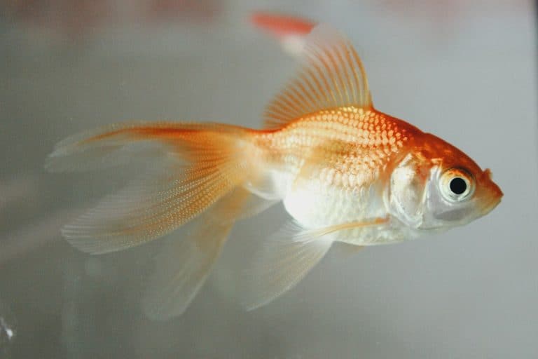 Orange goldfish swimming in clear aquarium water
