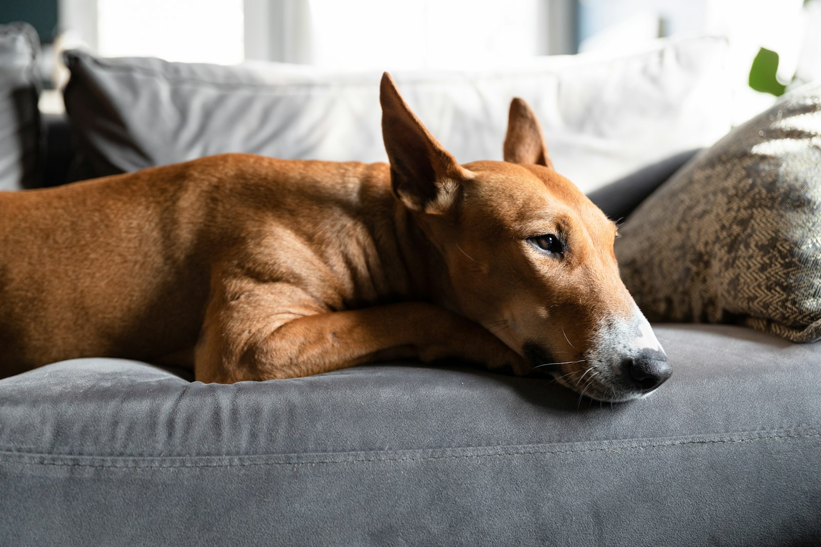 Calm brown dog resting on a gray couch