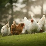 Family Farm Chicken Feed Review - Scratch Grains Vs Non-GMO Grain Blend Group of chickens standing on a green field
