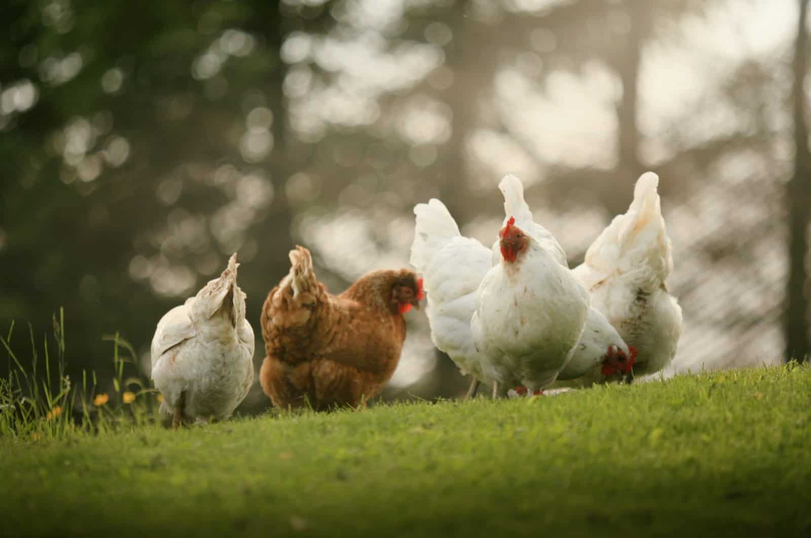 Group of chickens standing on a green field