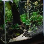 A freshwater aquarium with live plants and rocks