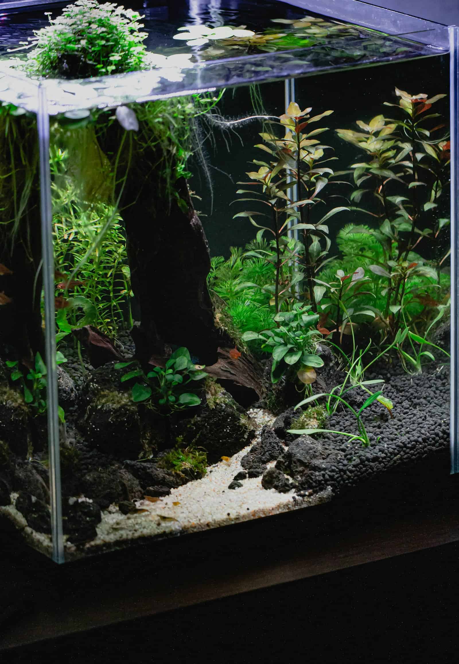 A freshwater aquarium with live plants and rocks