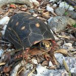 Tortoise walking on the ground near green plants