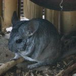 Gray chinchilla sitting on a pile of wood