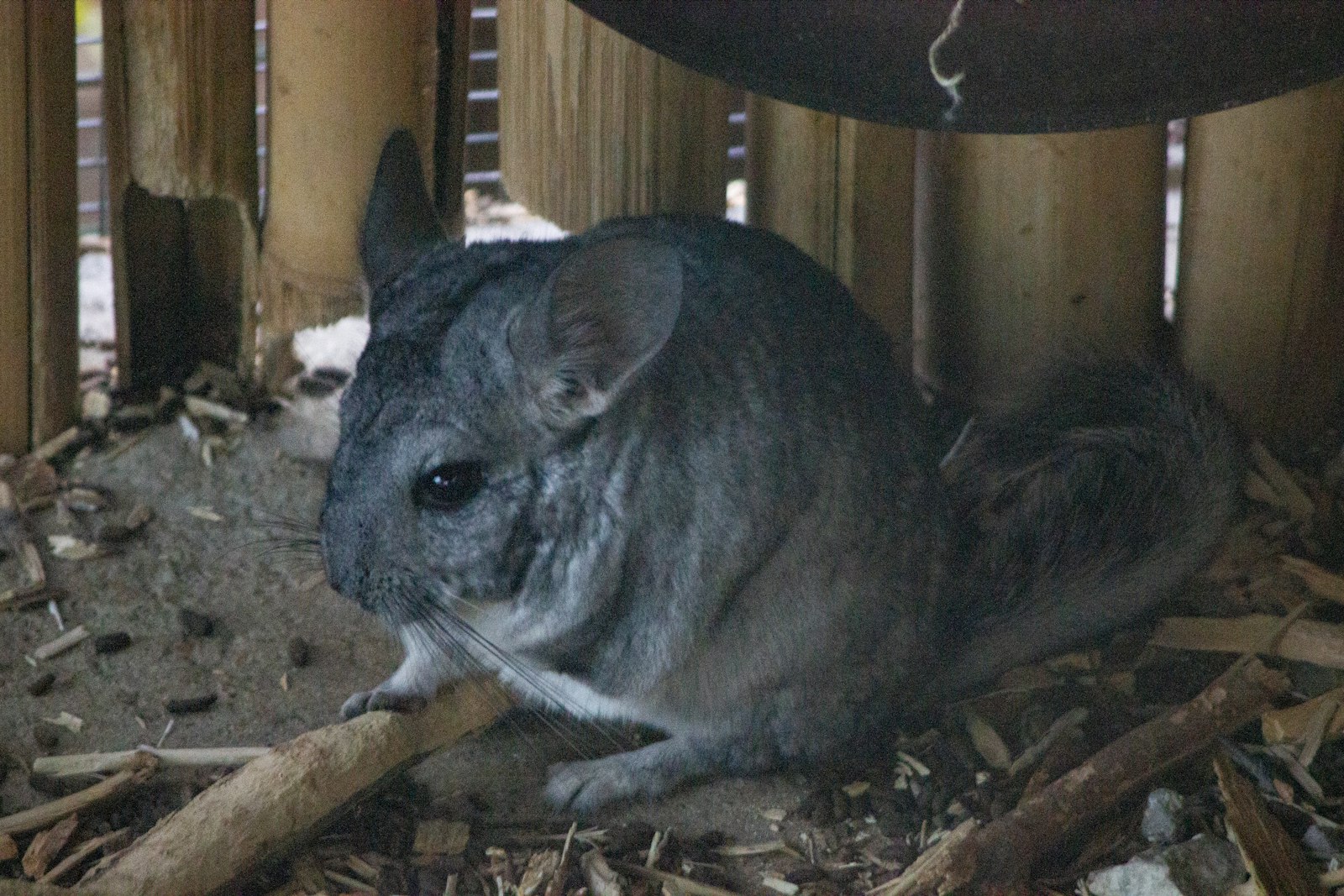 Gray chinchilla sitting on a pile of wood