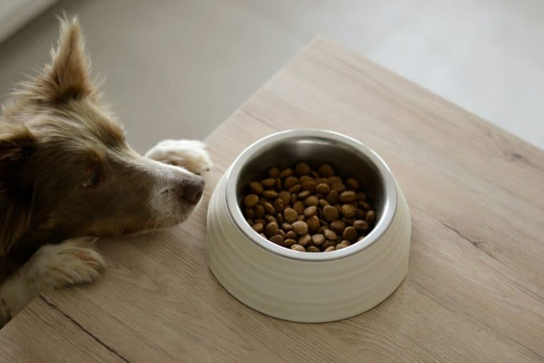 Brown and white dog eating from a food bowl