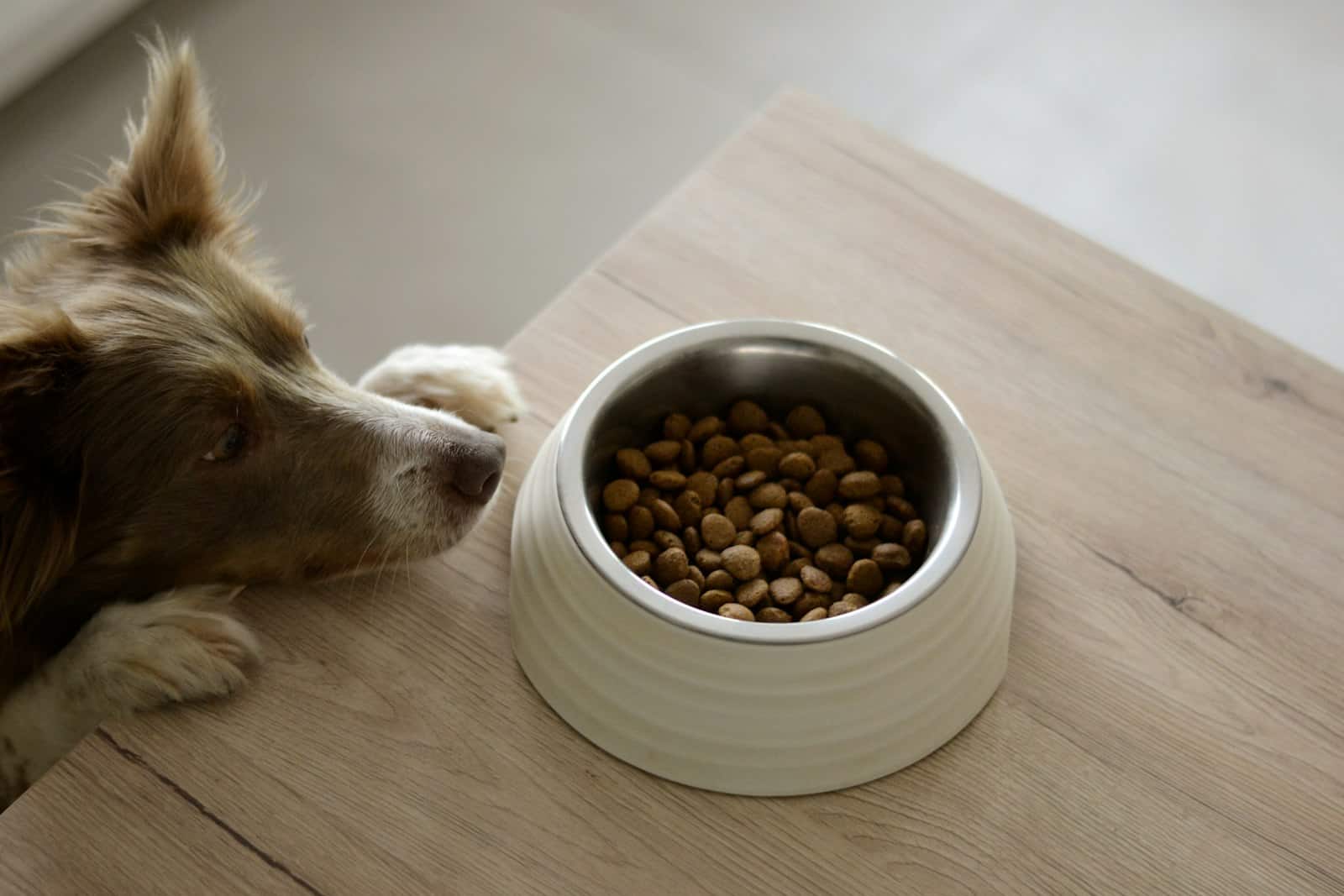 Brown and white dog eating from a food bowl