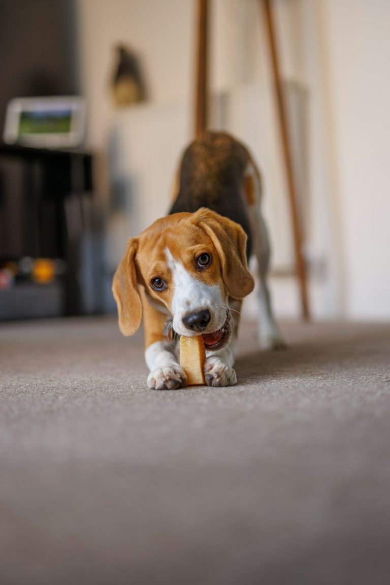 Beagle puppy lying down and chewing on a bone-shaped chew