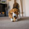 Beagle puppy lying down and chewing on a bone-shaped chew