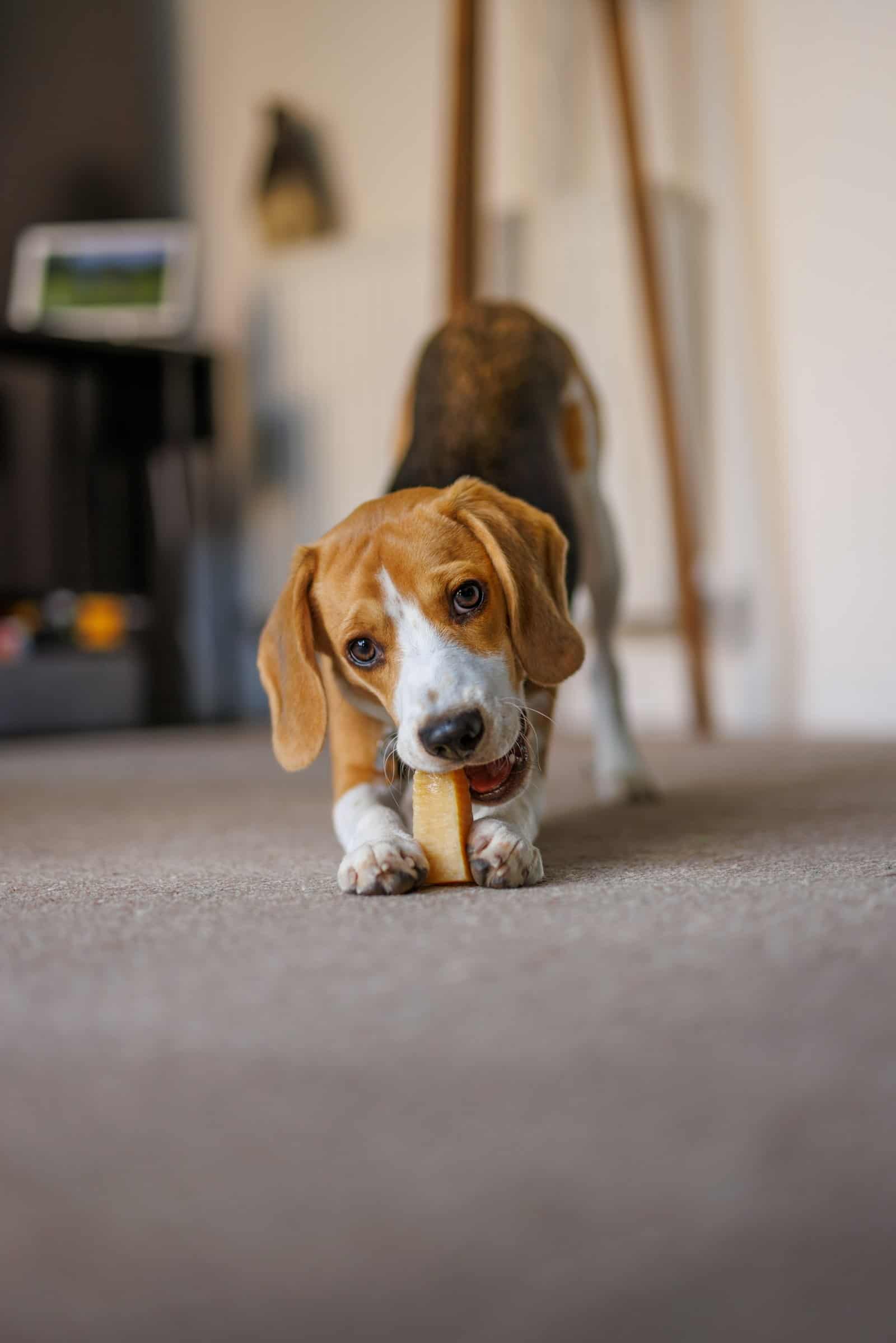 Beagle puppy lying down and chewing on a bone-shaped chew