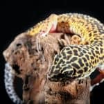 What to Feed a Leopard Gecko: Diet, Schedule, and Supplements Leopard gecko sitting on a tree branch