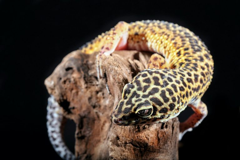 Leopard gecko sitting on a tree branch