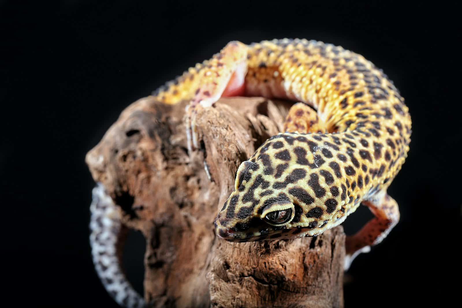 Leopard gecko sitting on a tree branch
