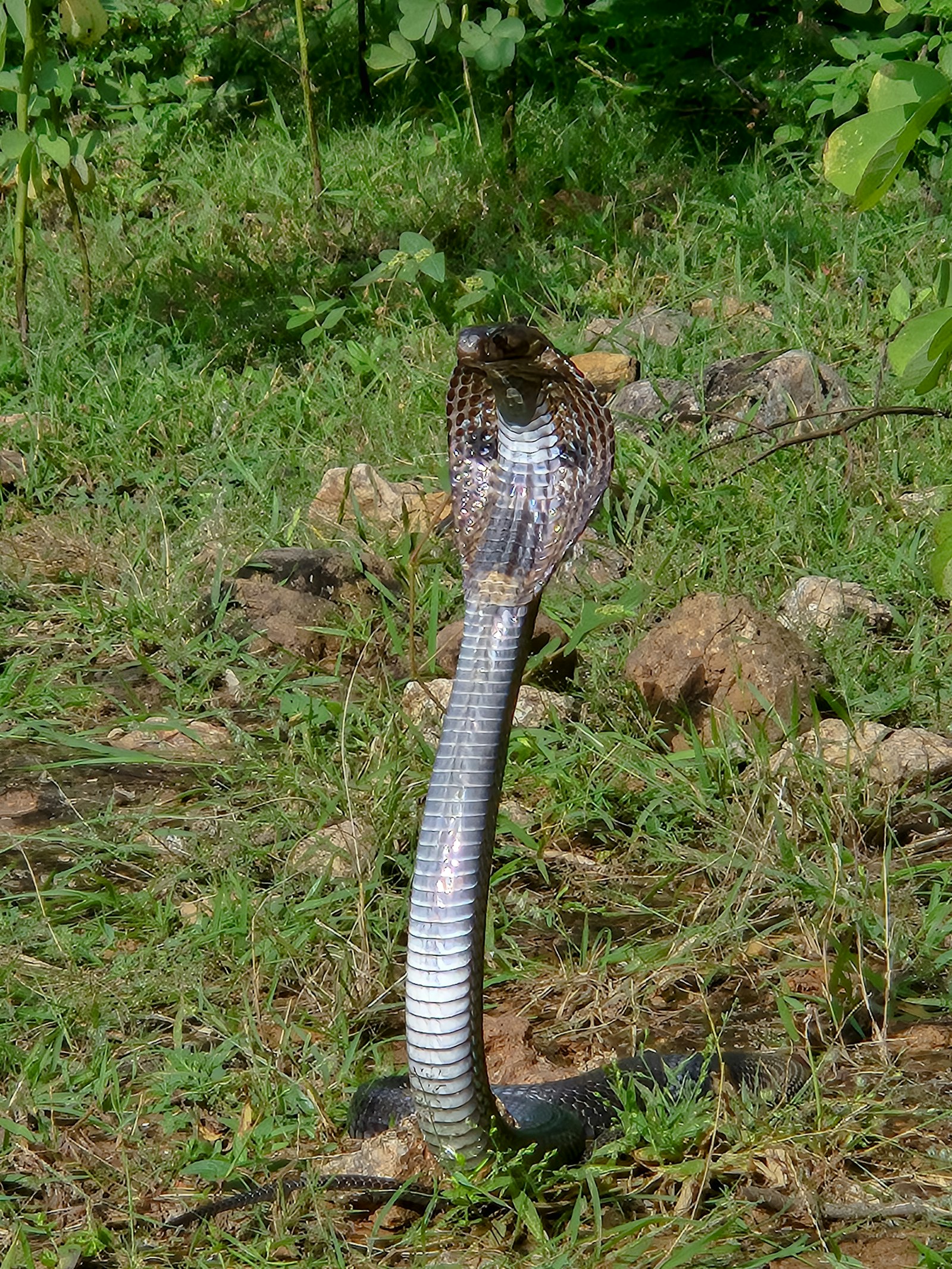 Snake raised up in dry grass