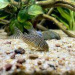 Corydoras catfish feeding at the bottom of a tropical aquarium