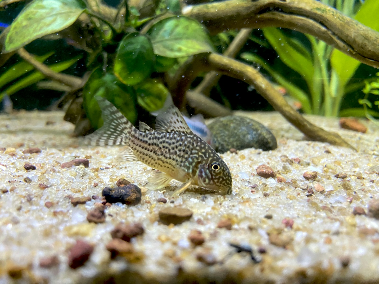 Corydoras catfish feeding at the bottom of a tropical aquarium