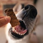 Top Chews Dog Treats Review: Blue Buffalo's Costco Treat Line Close-up of a dog taking a treat from a person's hand