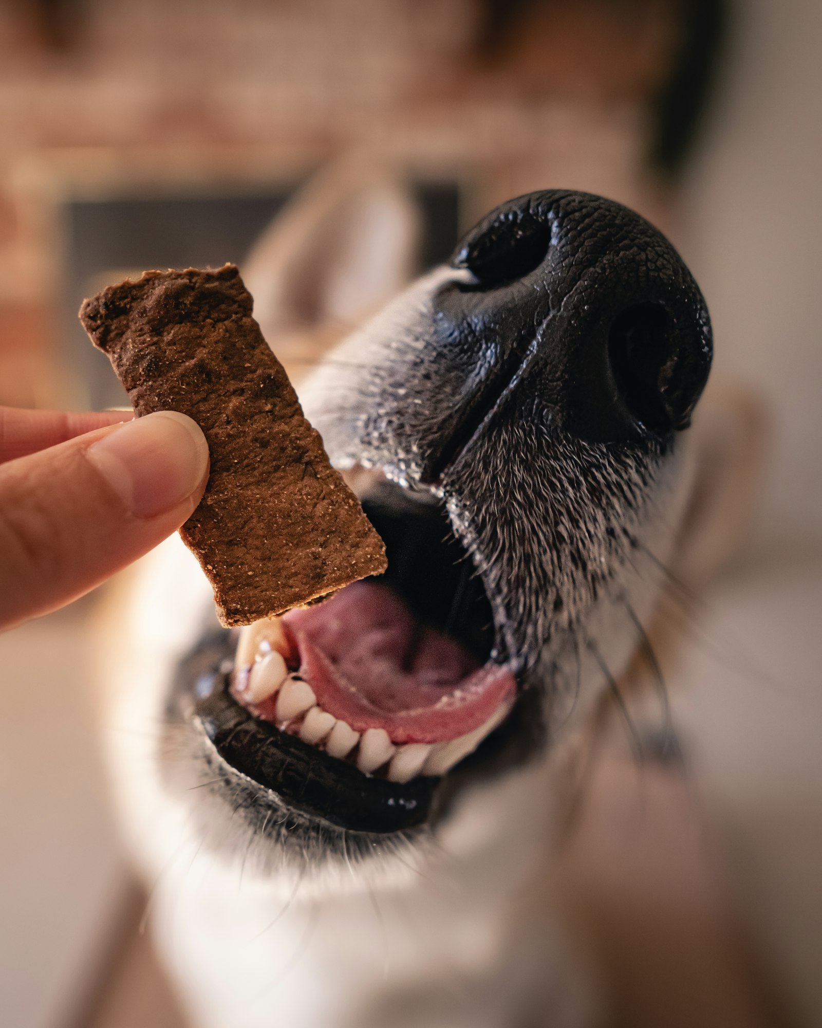 Close-up of a dog taking a treat from a person's hand