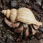 Hermit crab inside its shell