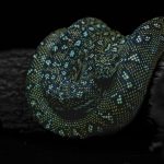 Green tree python coiled on a rainforest branch