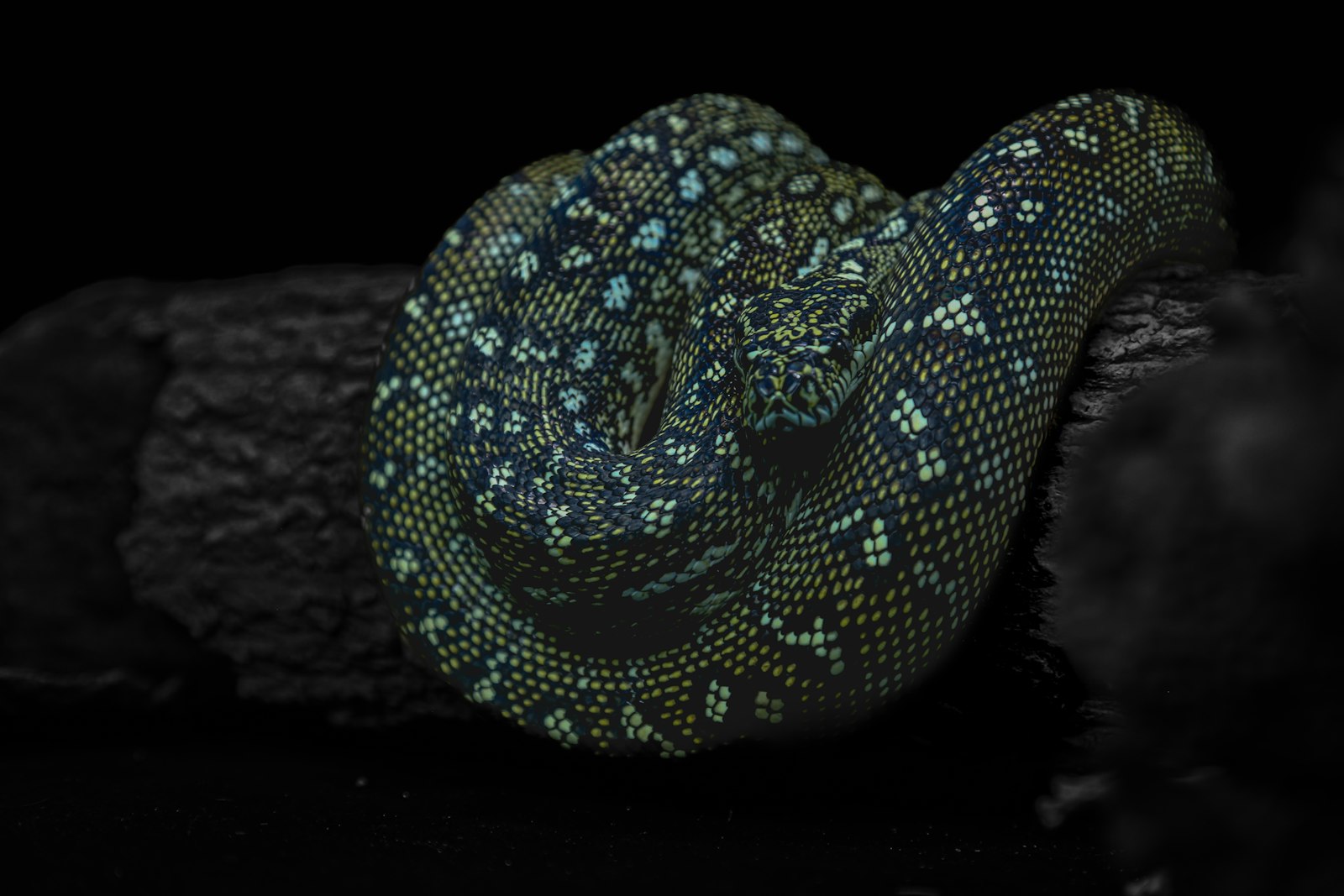 Green tree python coiled on a rainforest branch