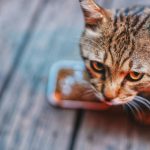 Sheba Cat Food in Gravy: Cuts in Gravy Review Tabby cat eating wet food from a small dish