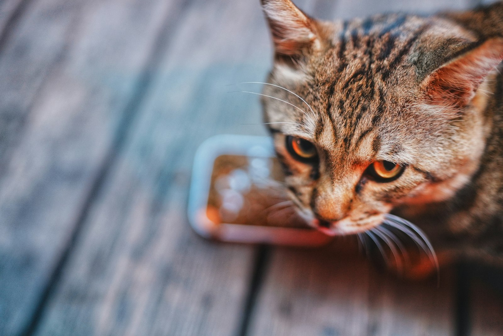 Tabby cat eating wet food from a small dish
