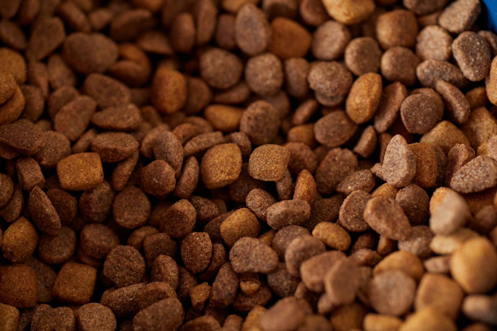Close-up of dry dog food kibble