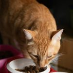 Acana Cat Food Review Orange cat eating dry cat food from a bowl