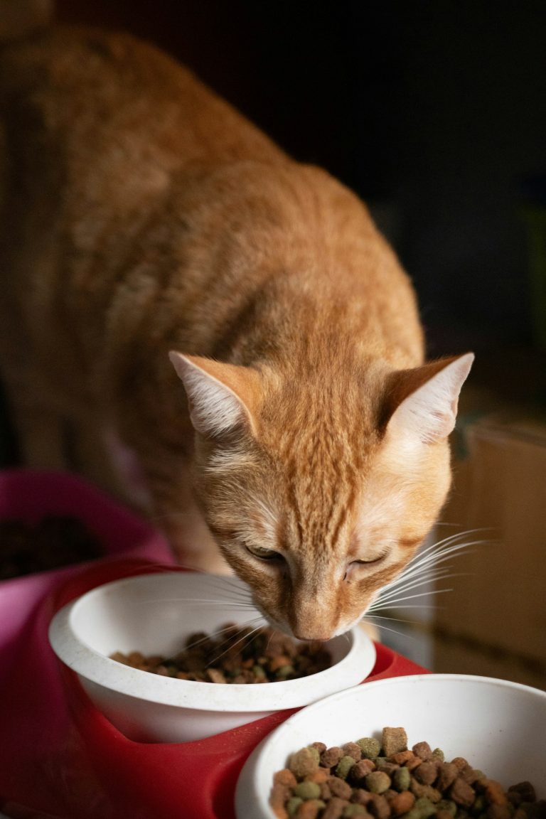 Orange cat eating dry cat food from a bowl