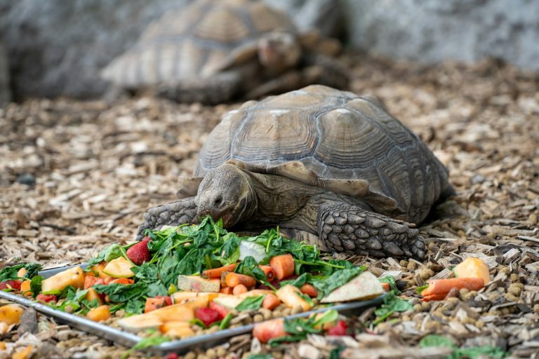 Tortoise eating a pile of fresh vegetables and fruit