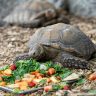 Tortoise eating a pile of fresh vegetables and fruit