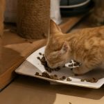 A ginger kitten eating kibble from a white dish