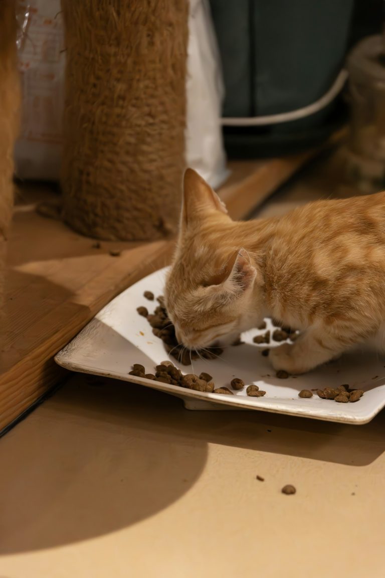 A ginger kitten eating kibble from a white dish