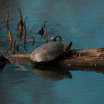 Small freshwater turtle basking on a log above calm water