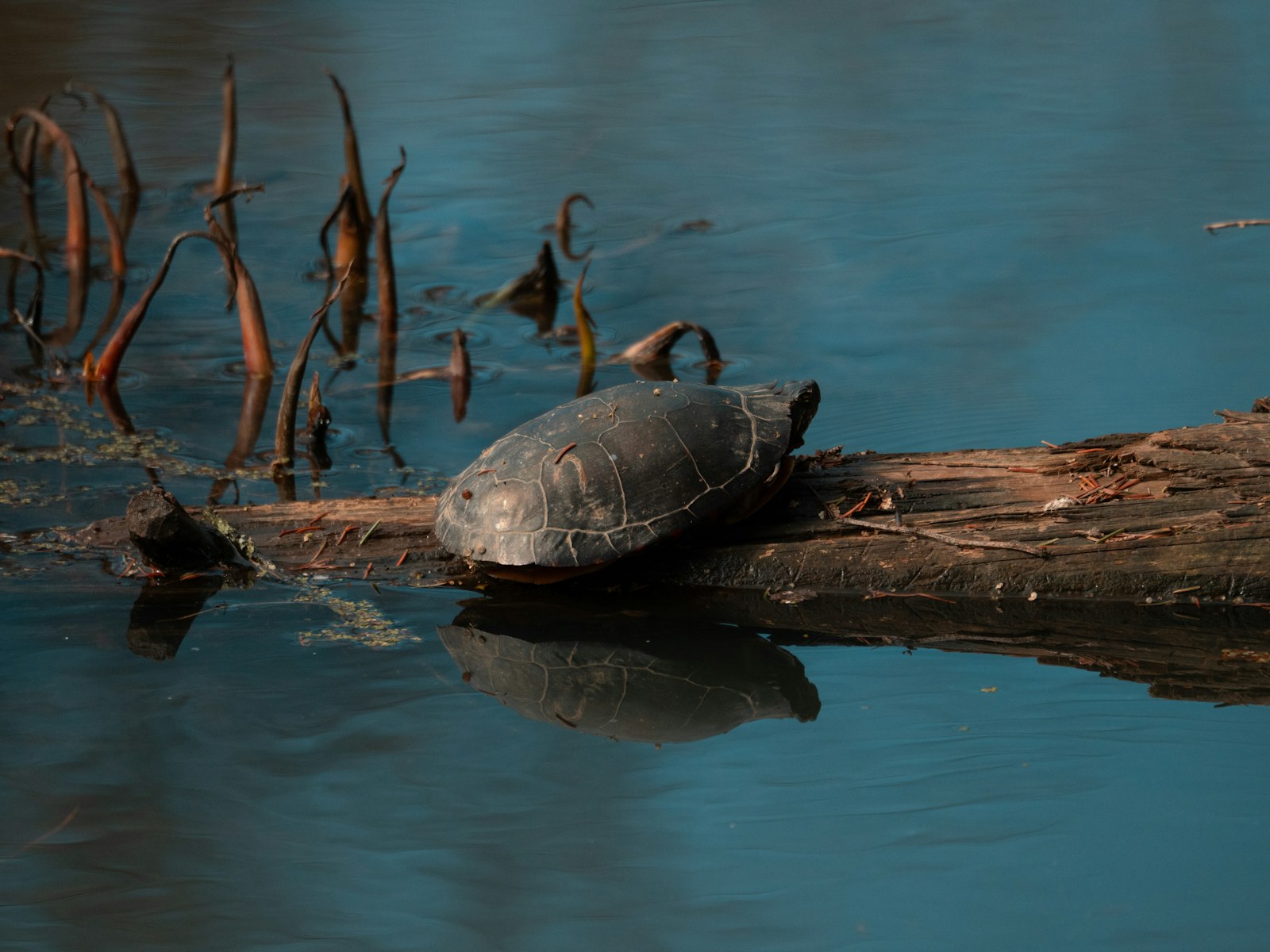 Turtle basking on a log in the sun