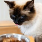 Sheba Wet Cat Food Review Siamese cat with blue eyes licking wet cat food