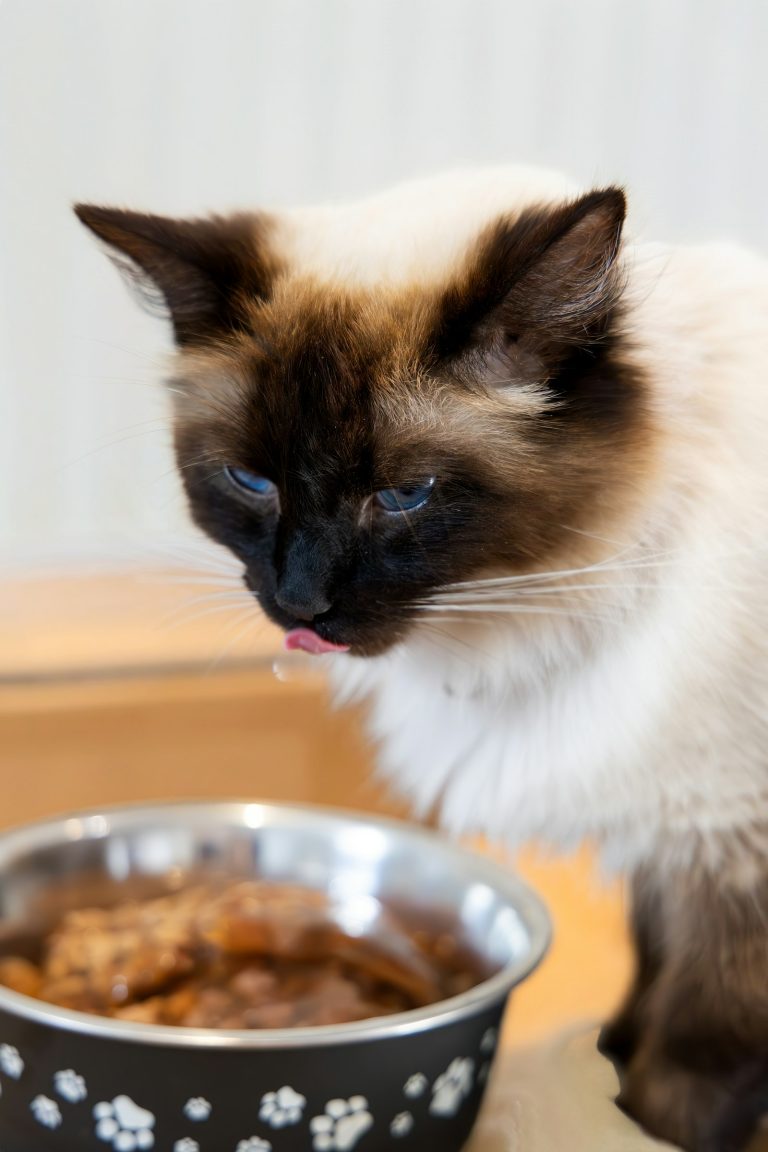 Siamese cat with blue eyes licking wet cat food