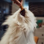 A hand offering a treat to a fluffy white cat