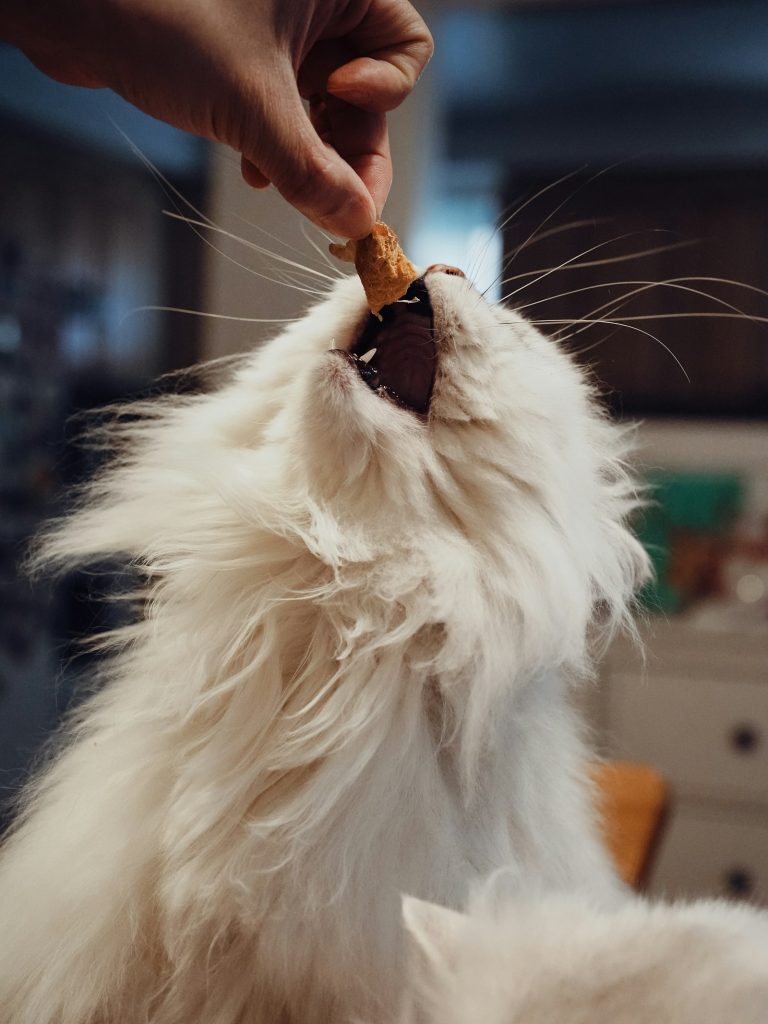 A hand offering a treat to a fluffy white cat