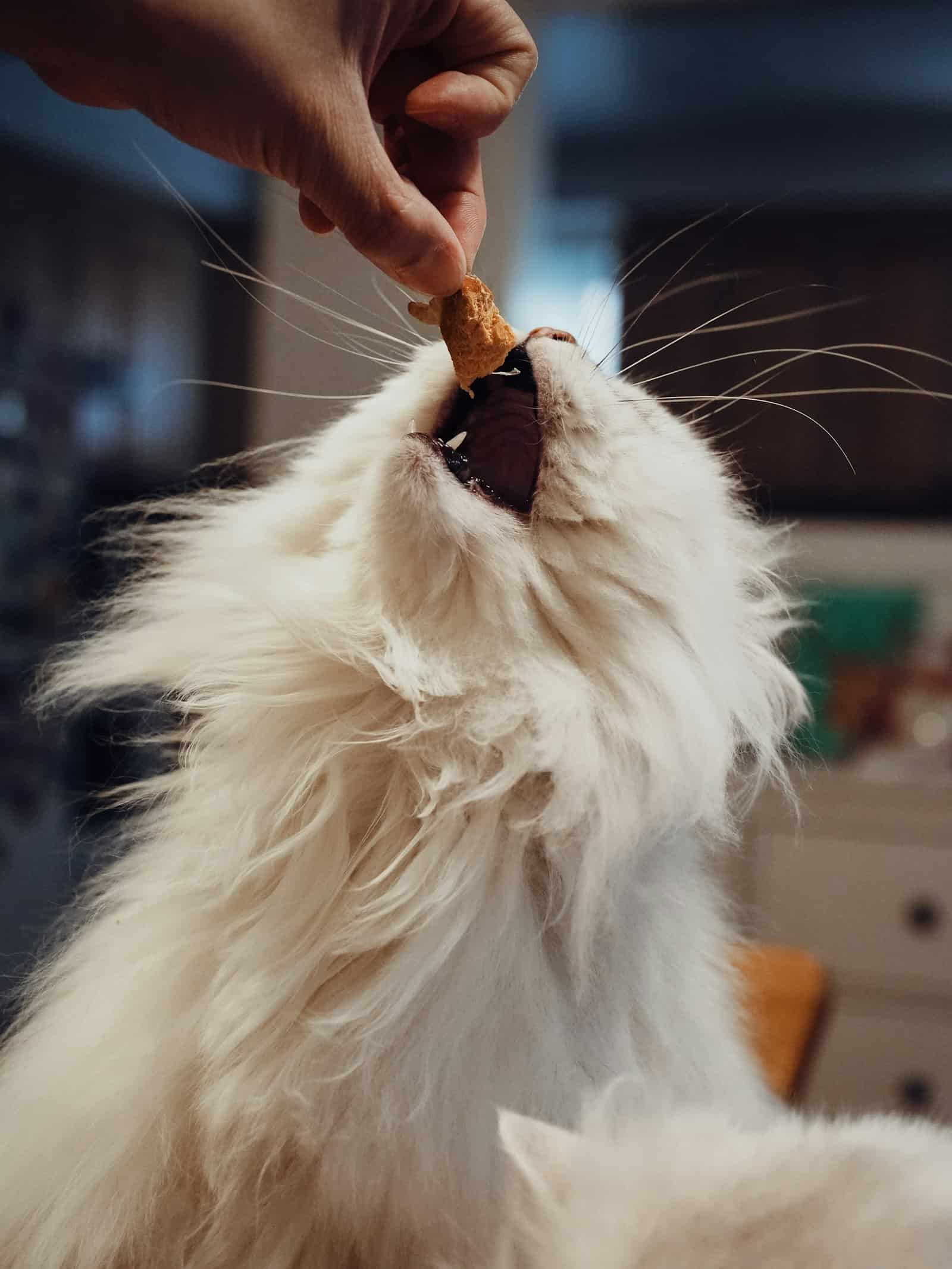 A hand offering a treat to a fluffy white cat