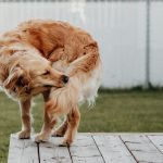 Golden retriever scratching its side on a wooden platform
