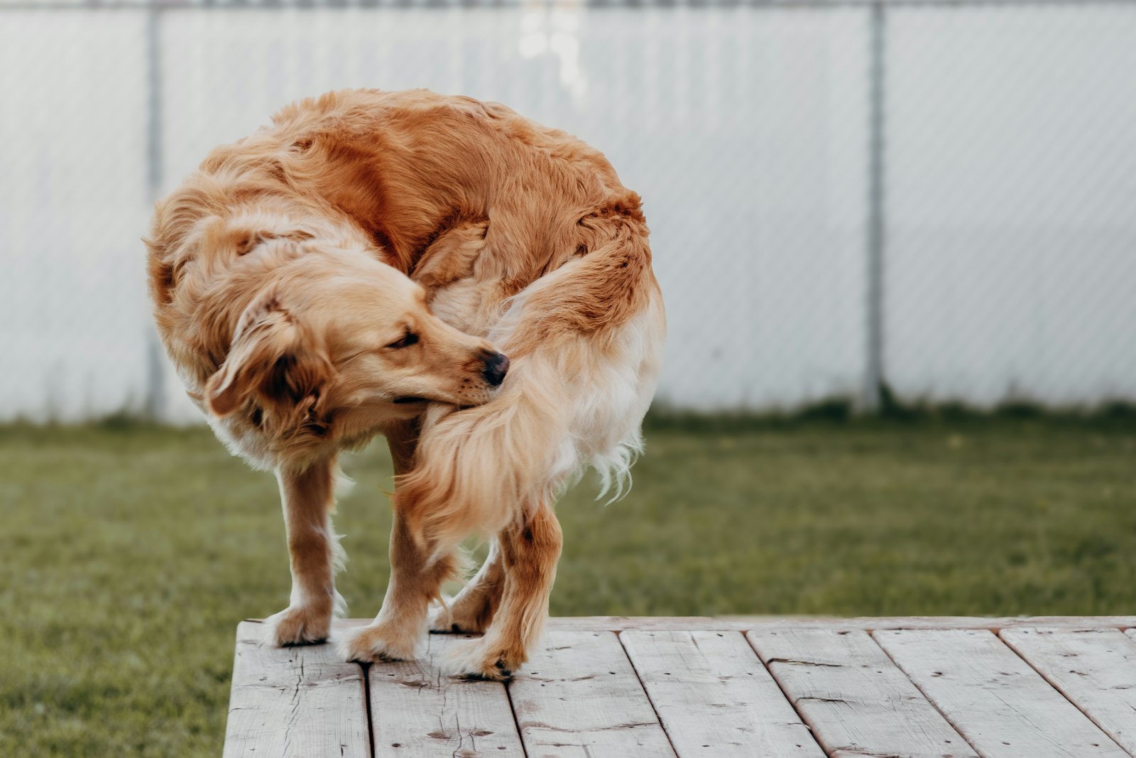 Golden retriever scratching its side on a wooden platform